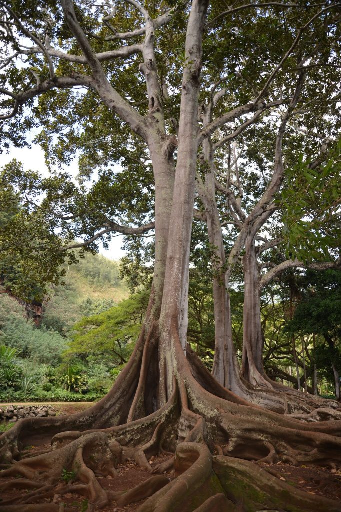 Banyan Tree