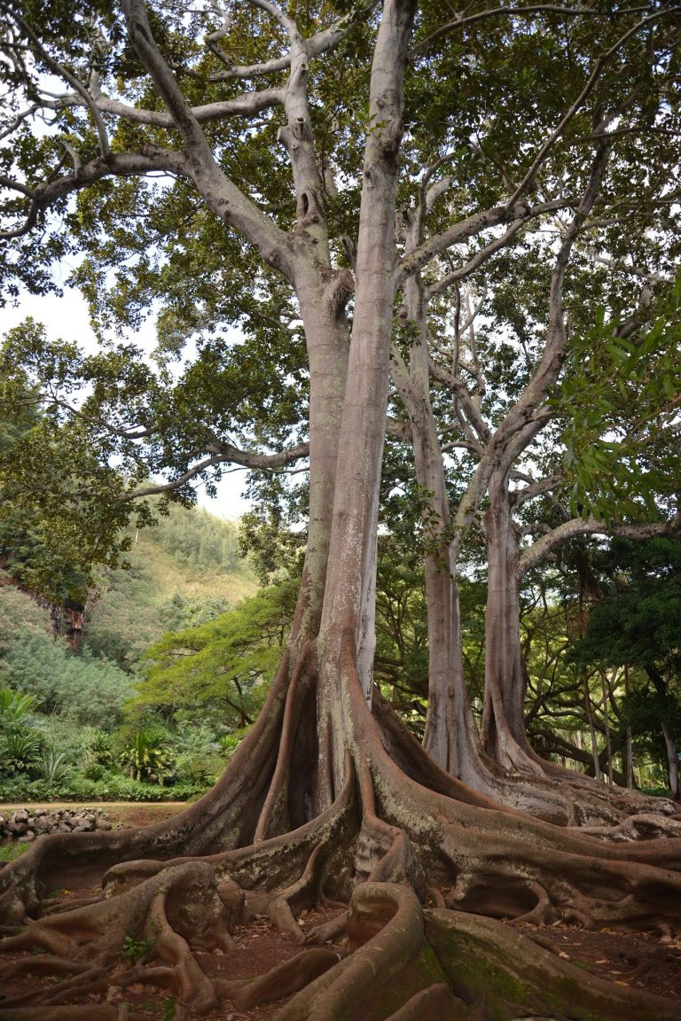 Banyan Tree