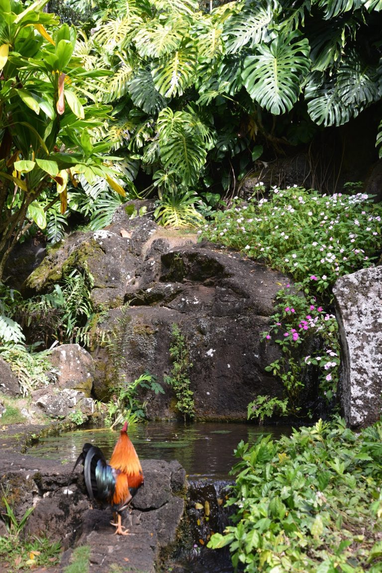 Hawaiian Rooster
